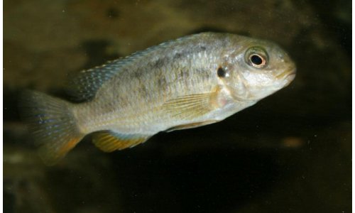 Tropheops red cheek chizumulu